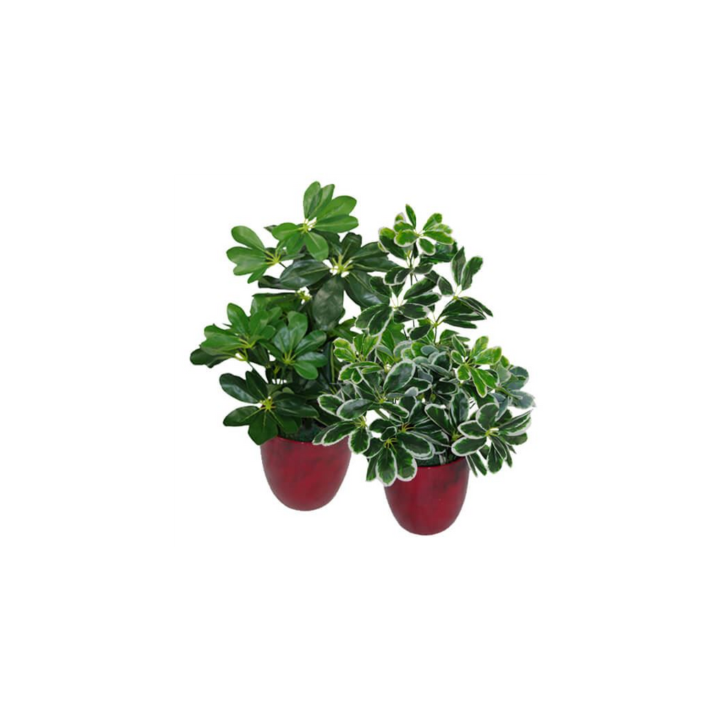 55cm Dark Green Artificial Umbrella Plant