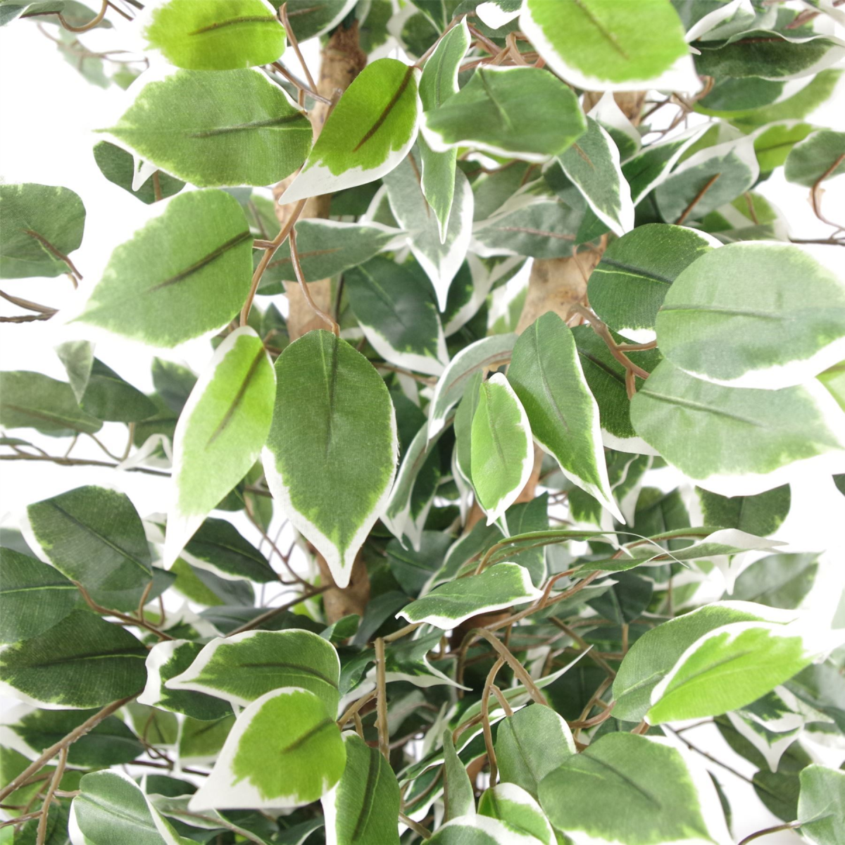 130cm Variegated White/Green Bushy Ficus Tree Silver Metal Planter