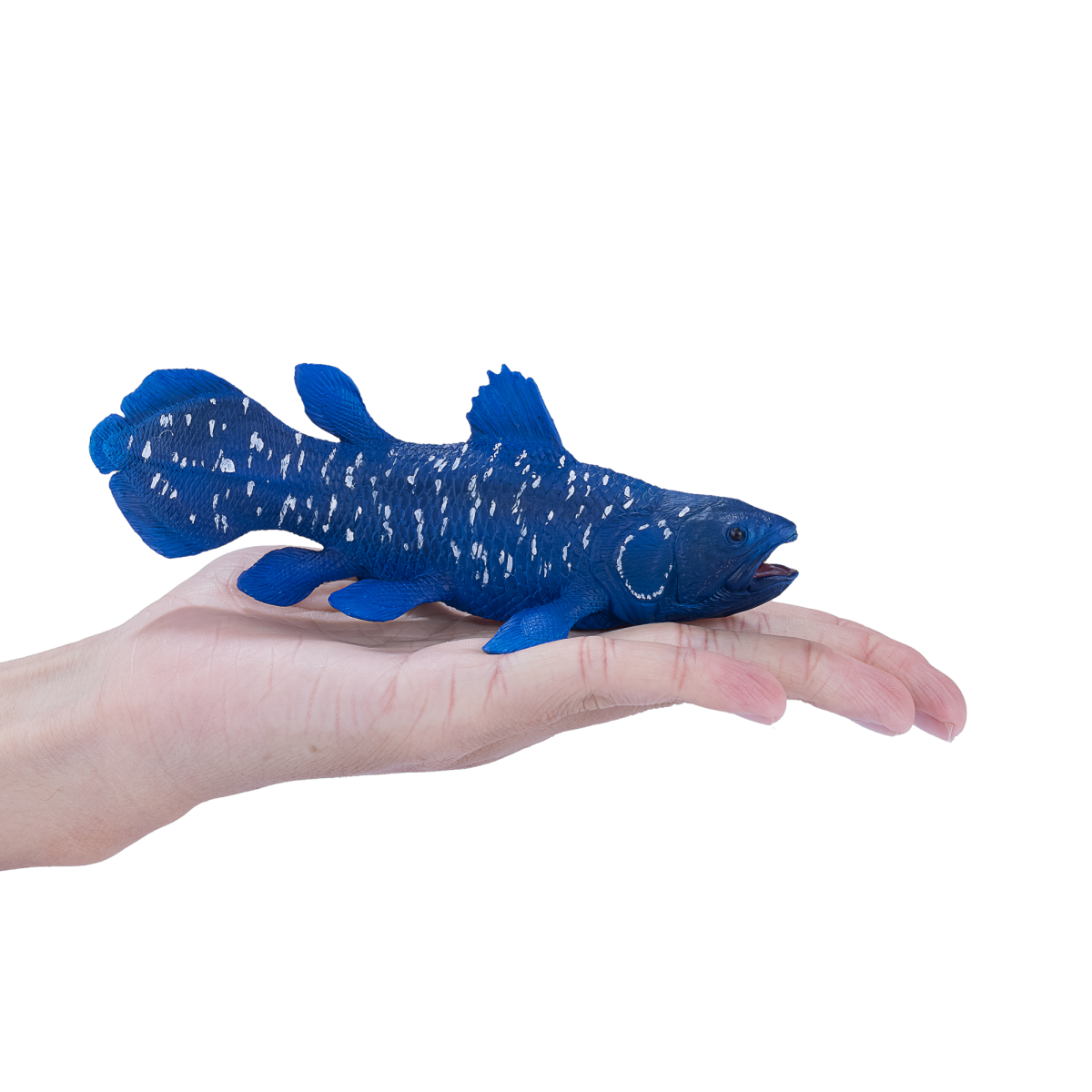 Coelacanth Toy  Realistic Prehistoric Fish Model