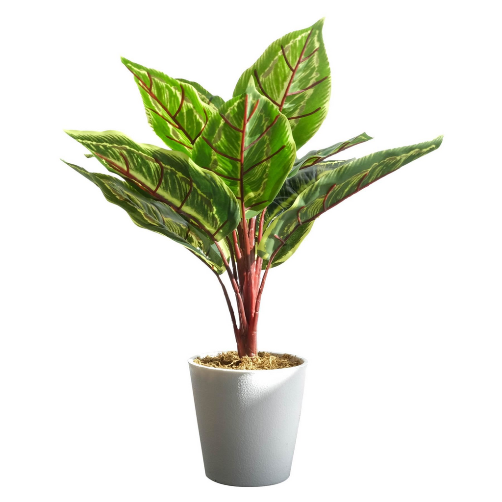 Pack of 6 x 38cm Potted Calathea Veitchiane