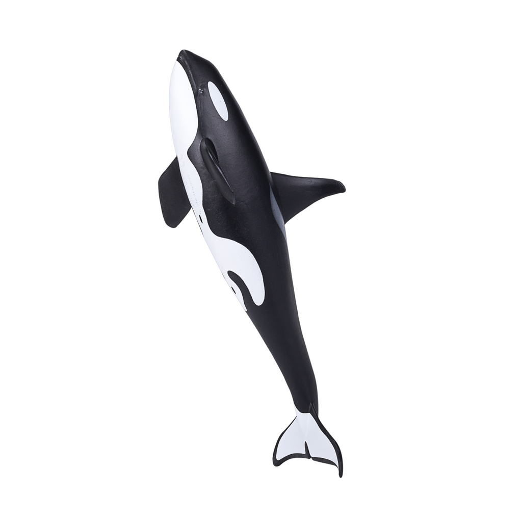 Orca Male Toy  Realistic Marine Mammal Model