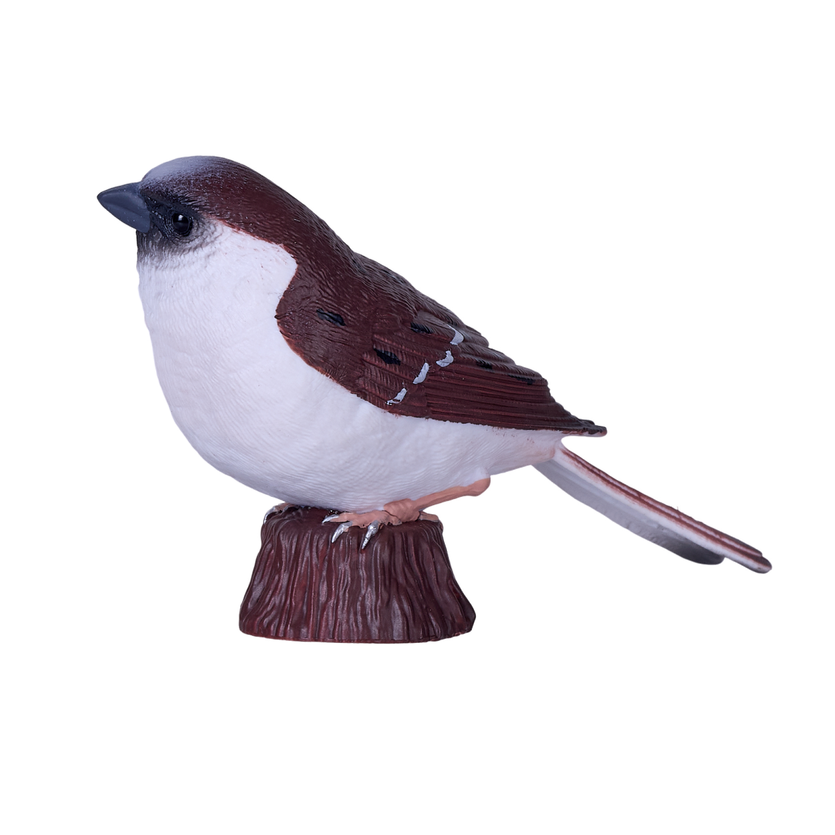 House Sparrow