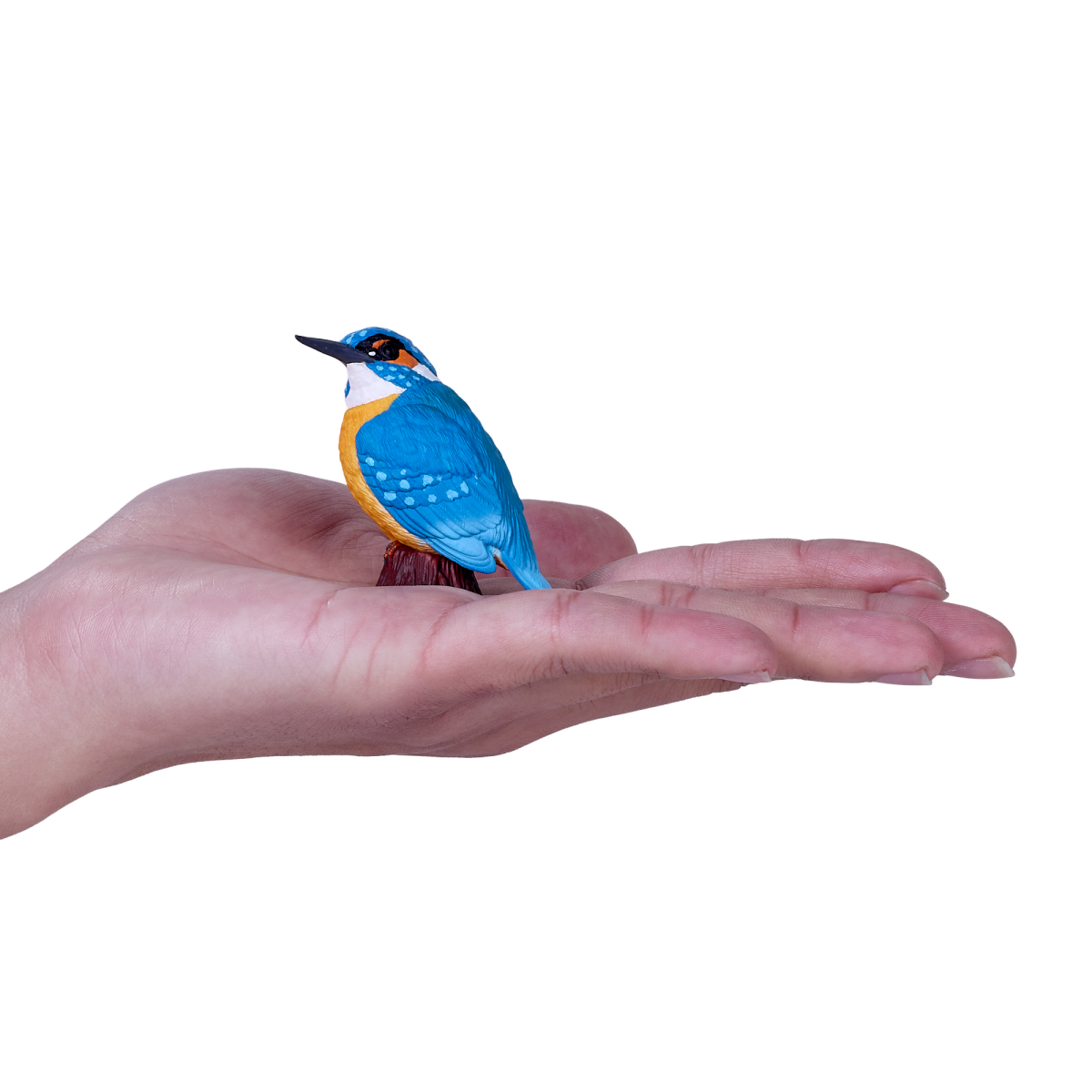 Common Kingfisher