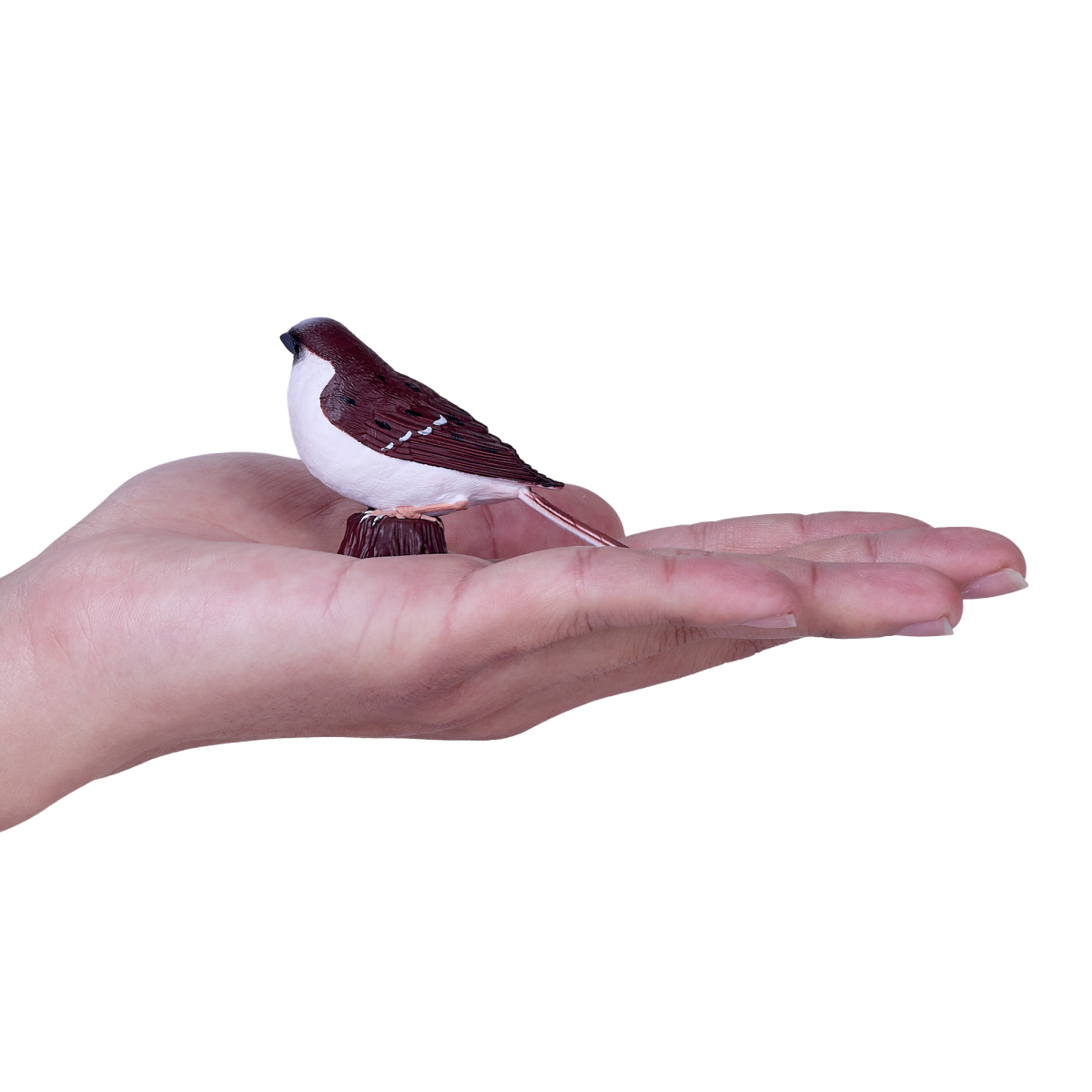 House Sparrow