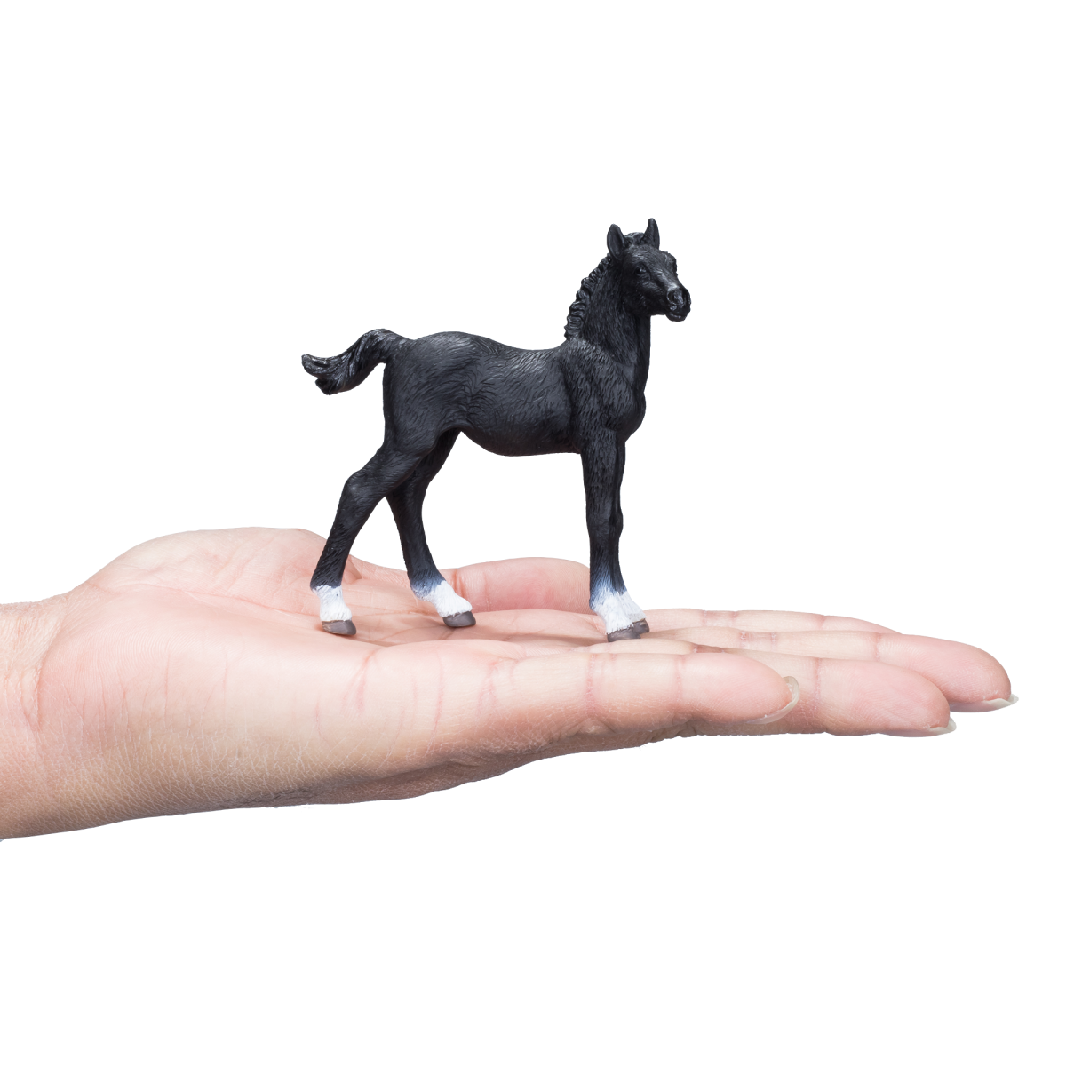 Hanoverian Foal Black  Realistic Equestrian Figurine