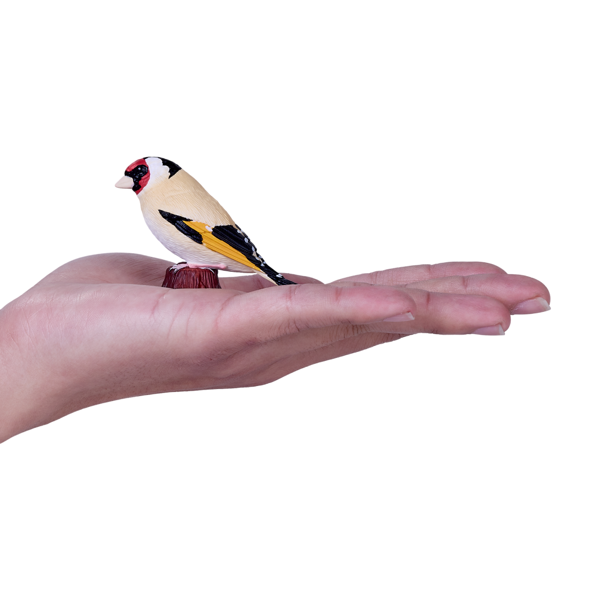 European Goldfinch