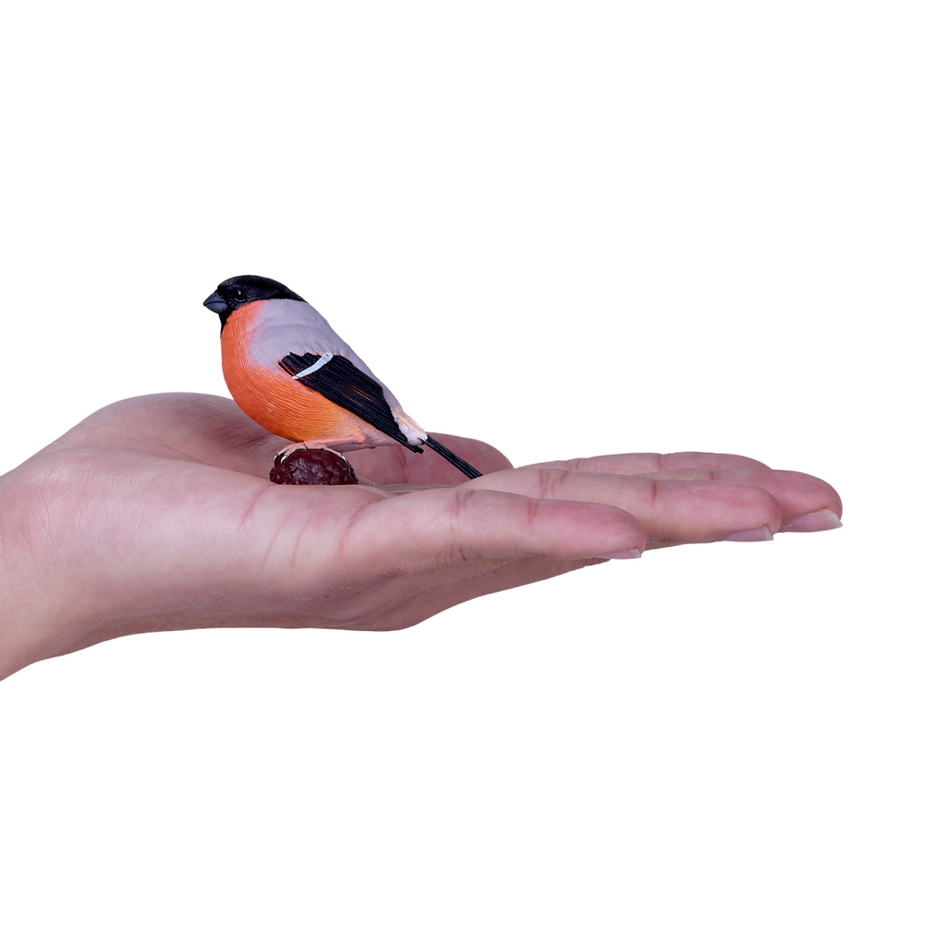 European Bullfinch