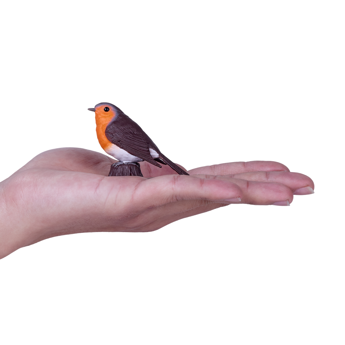 European Robin