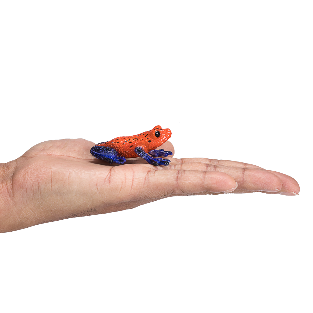 Poison Dart Tree Frog Toy  Realistic Rainforest Amphibian Figure