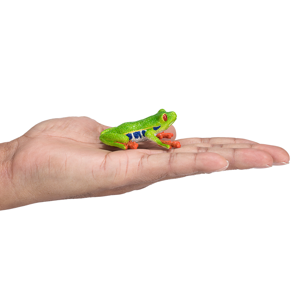Red-Eyed Tree Frog Toy  Realistic Rainforest Amphibian Figure