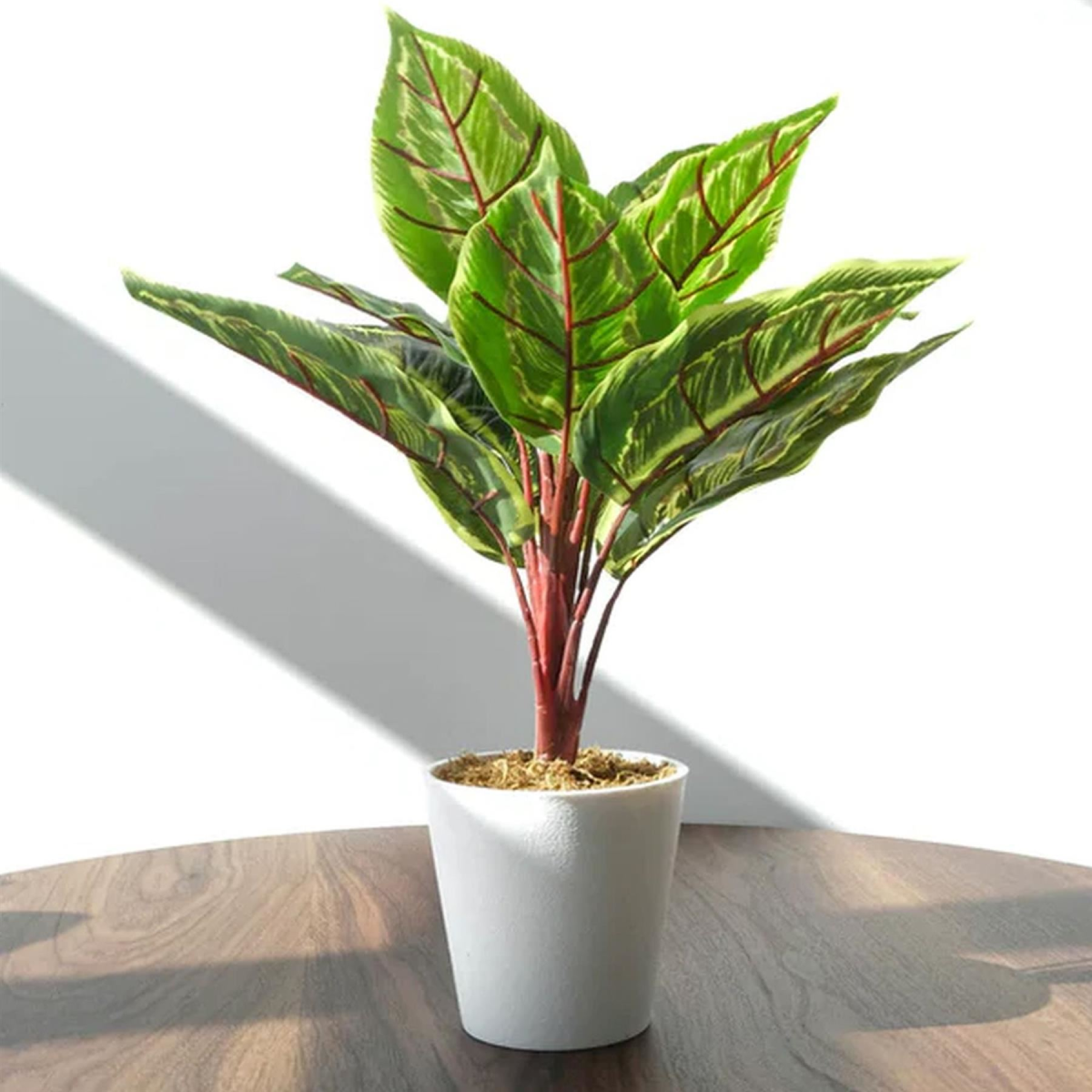 Pack of 6 x 38cm Potted Calathea Veitchiane