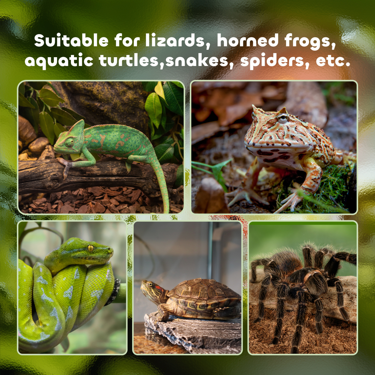 Glass Reptile Terrarium Habitats for Lizards, Frogs, Snake PawHut