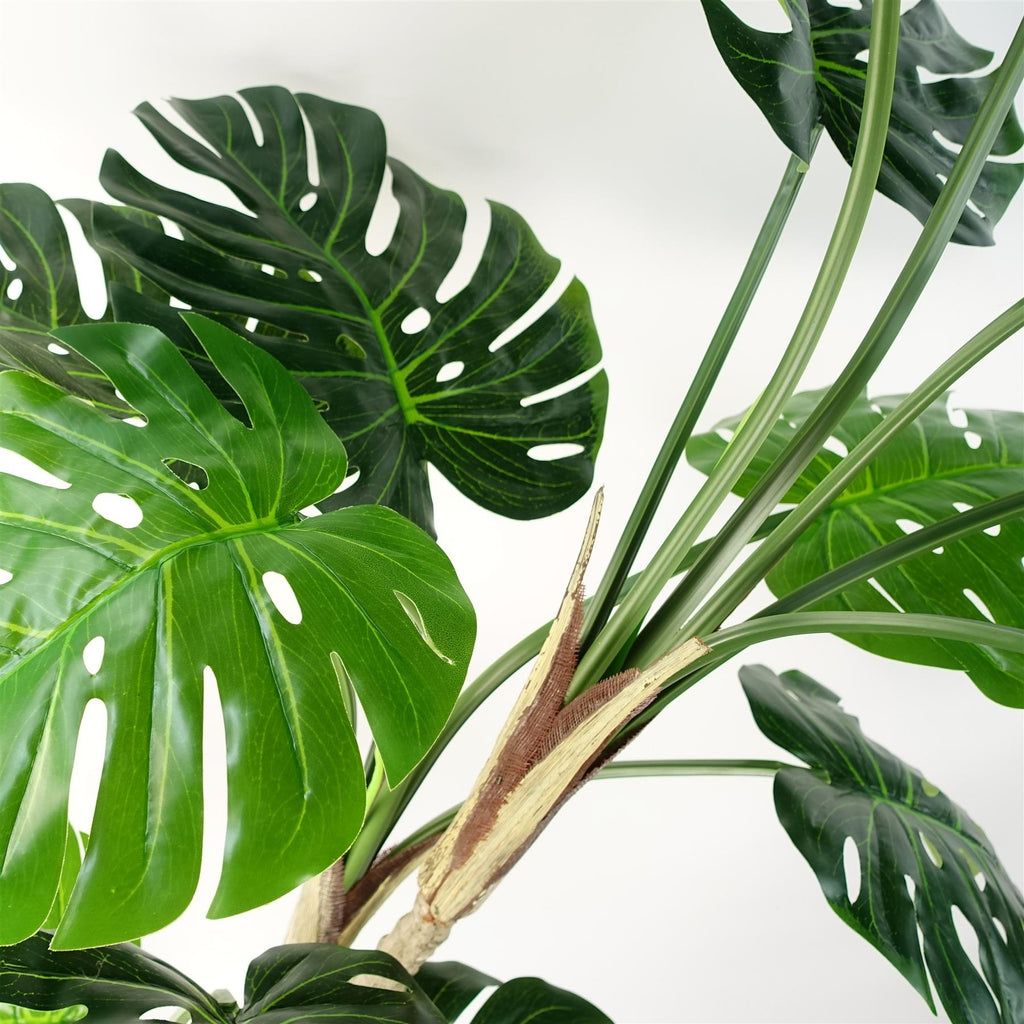 150cm (5ft) Luxury Monstera Cheese Plant Black Pot