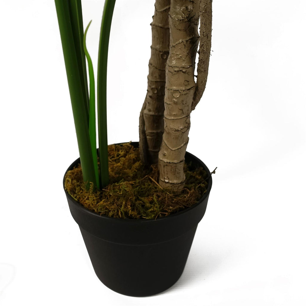 150cm (5ft) Luxury Monstera Cheese Plant Black Pot