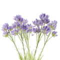 Pack of 6 x 60cm Purple Starflower Stem - 30 Flowers