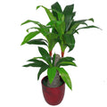 75cm Artificial Dracaena Plant - Wide Trunk Triple Branch Large