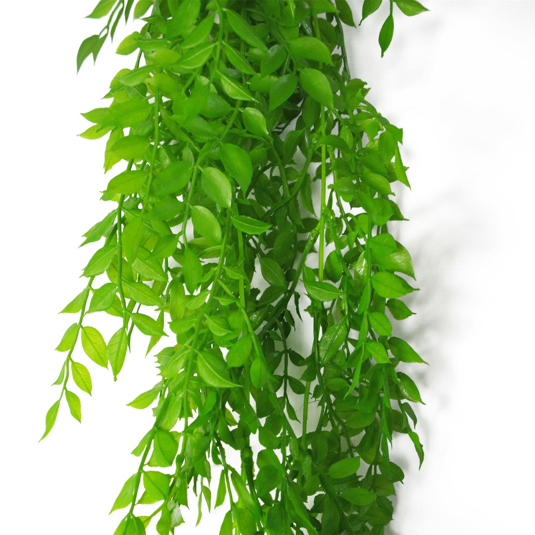 6 x 100cm Hanging String of Pearls Fern Plant Light Green