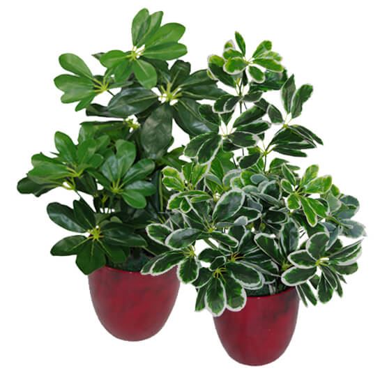 55cm Variegated Artificial Schefflera Arboricola Plant