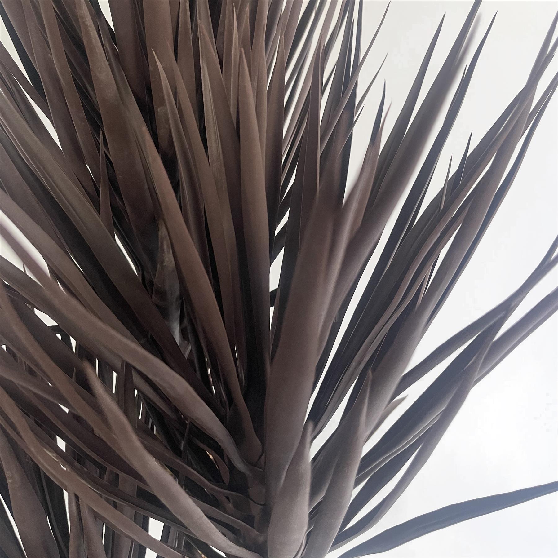 155cm UV Resistant Artificial XL Triple Yukka Tree Plant Spiky Tree Triple Dark
