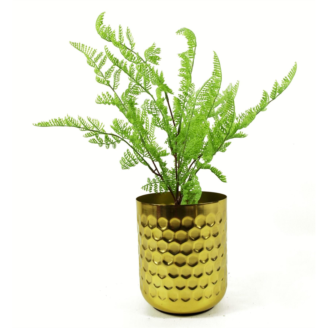 50cm Southern Wood Fern Bush Dark Green Plant