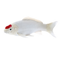 Koi Carp Tancho Toy  Realistic Fish Figurine