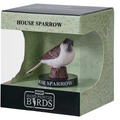House Sparrow