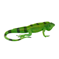 Iguana Toy  Realistic Reptile Figurine