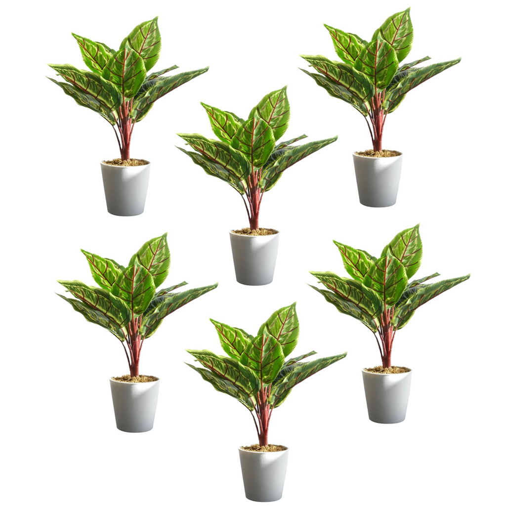 Pack of 6 x 38cm Potted Calathea Veitchiane