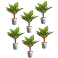 Pack of 6 x 38cm Potted Calathea Veitchiane