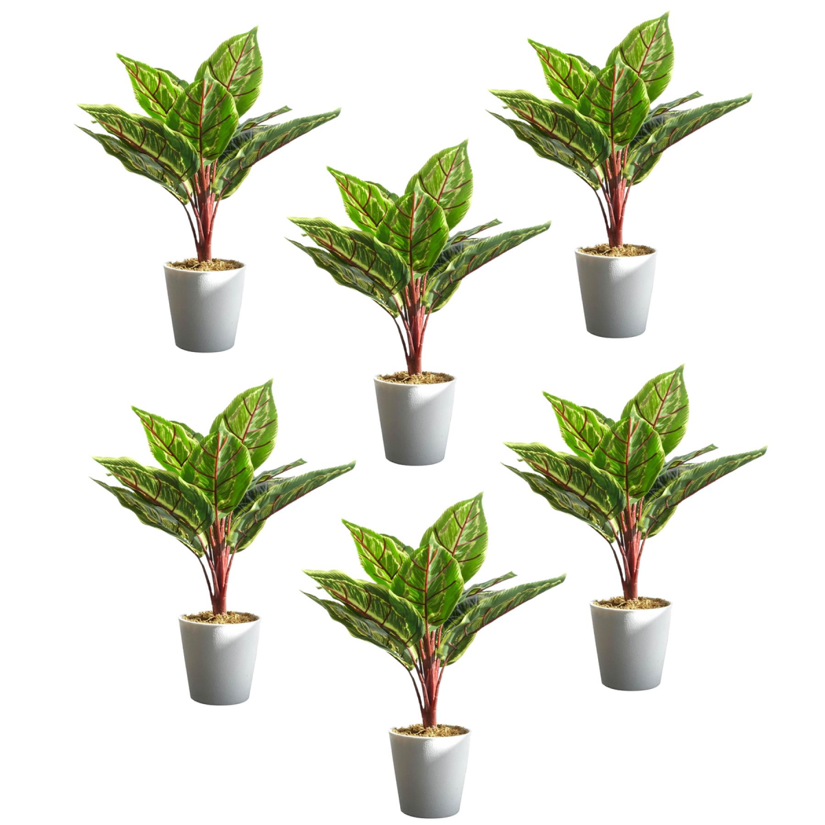 Pack of 6 x 38cm Potted Calathea Veitchiane