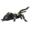 Red-Kneed Tarantula Toy  Realistic Spider Figurine