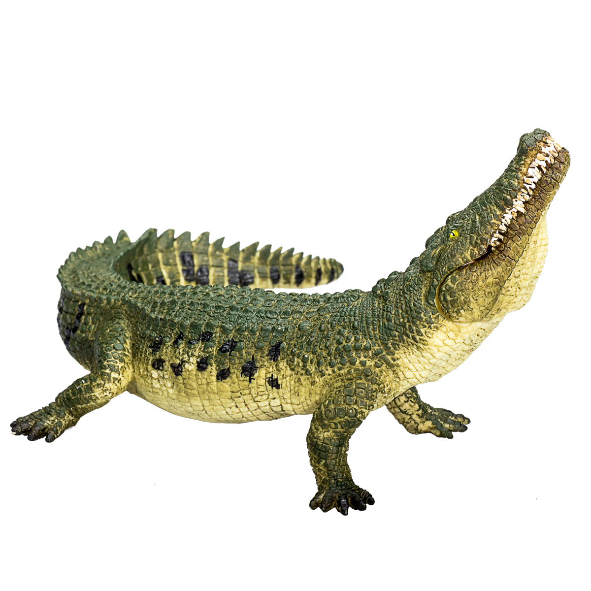 Crocodile with Articulated Jaw  Realistic Reptile Model